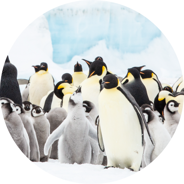 皇帝企鵝 Emperor Penguin