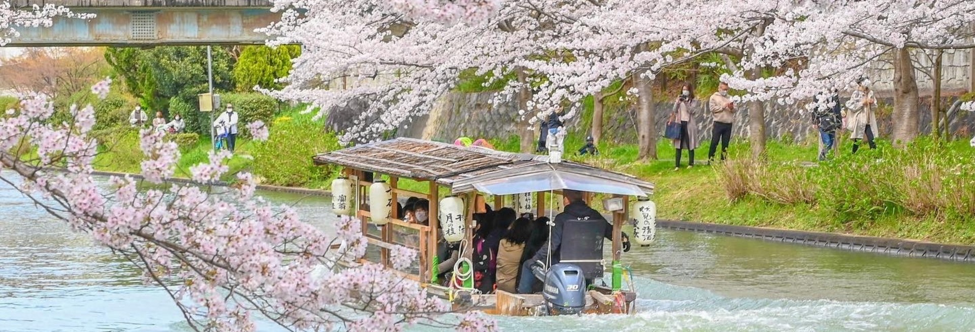 悠悠櫻粉妝 盛開花關西