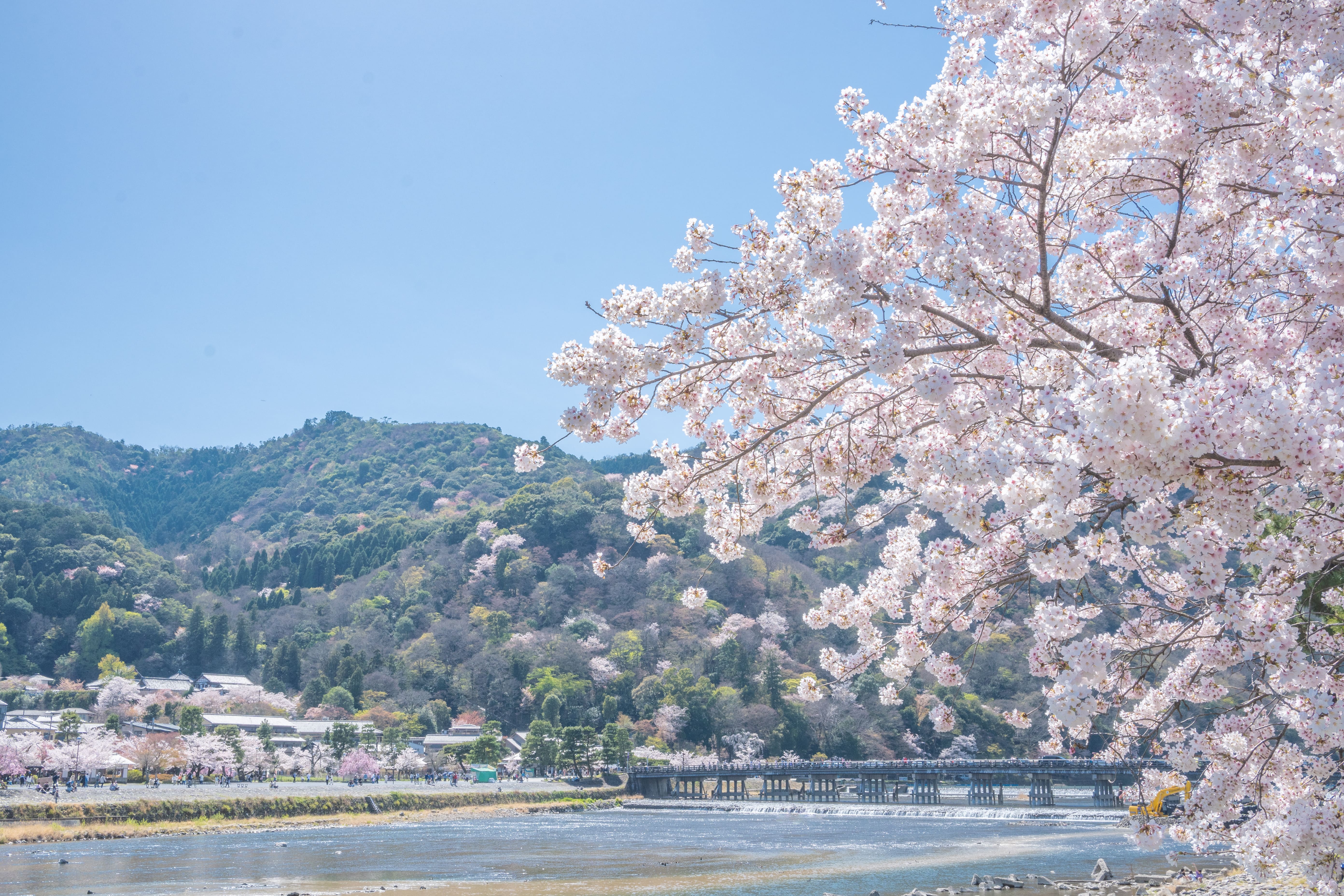 浪漫春櫻