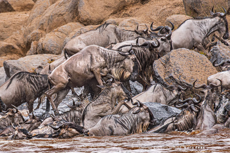 2026傑瑞大叔美學攝影 肯亞動物大遷徙10日